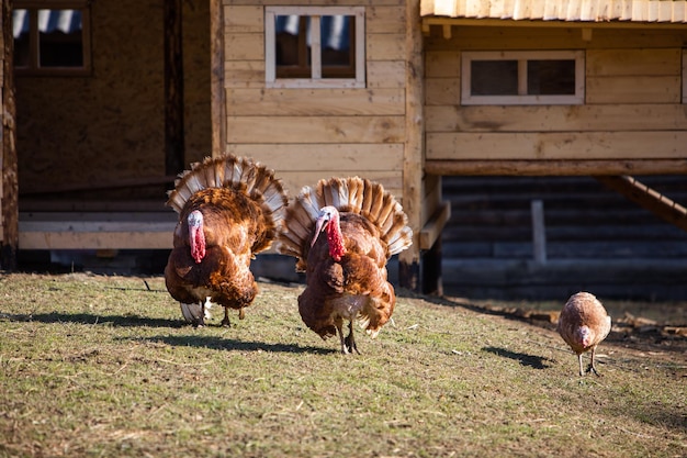 Turkey birds walking at farm