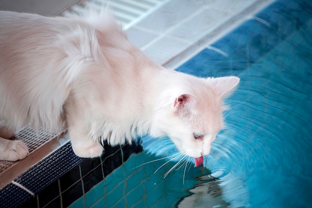 반 시의 고양이 사육장에 있는 파란색과 노란색 눈을 가진 고양이 터키.