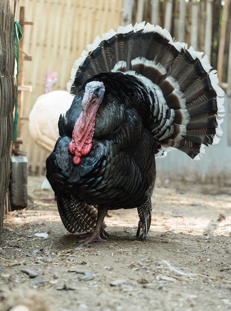 Turkey cock