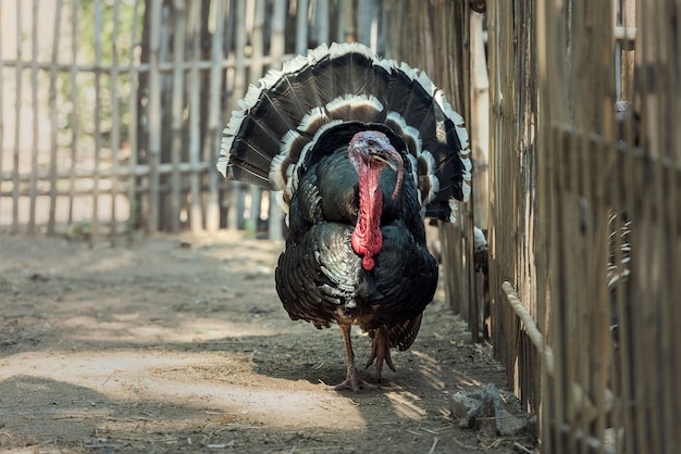 Turkey cock