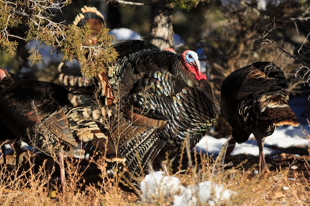 Photo turkey flock in utah