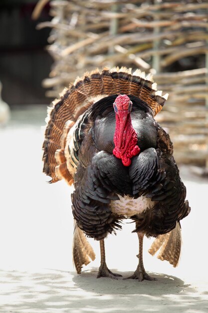 Turkey gobbler in the yard