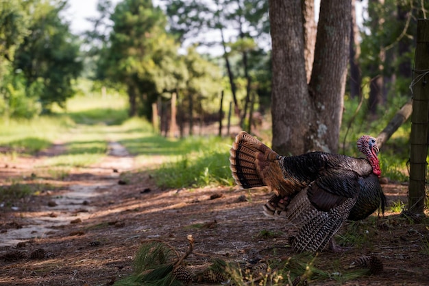 Turkey grazing on old Southern farm.