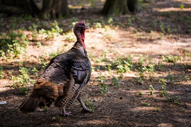 Turkey grazing on old Southern farm.