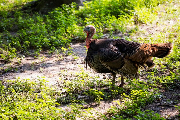 Turkey grazing on old Southern farm.