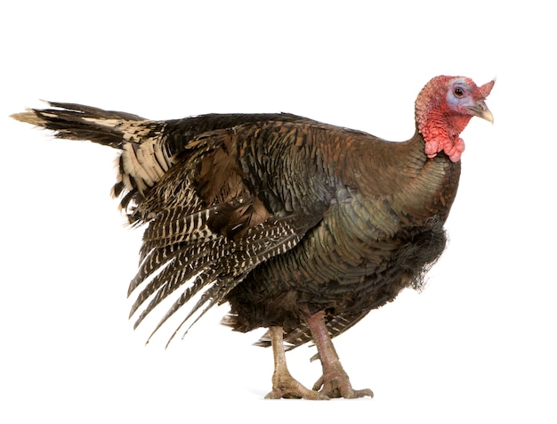 Turkey isolated