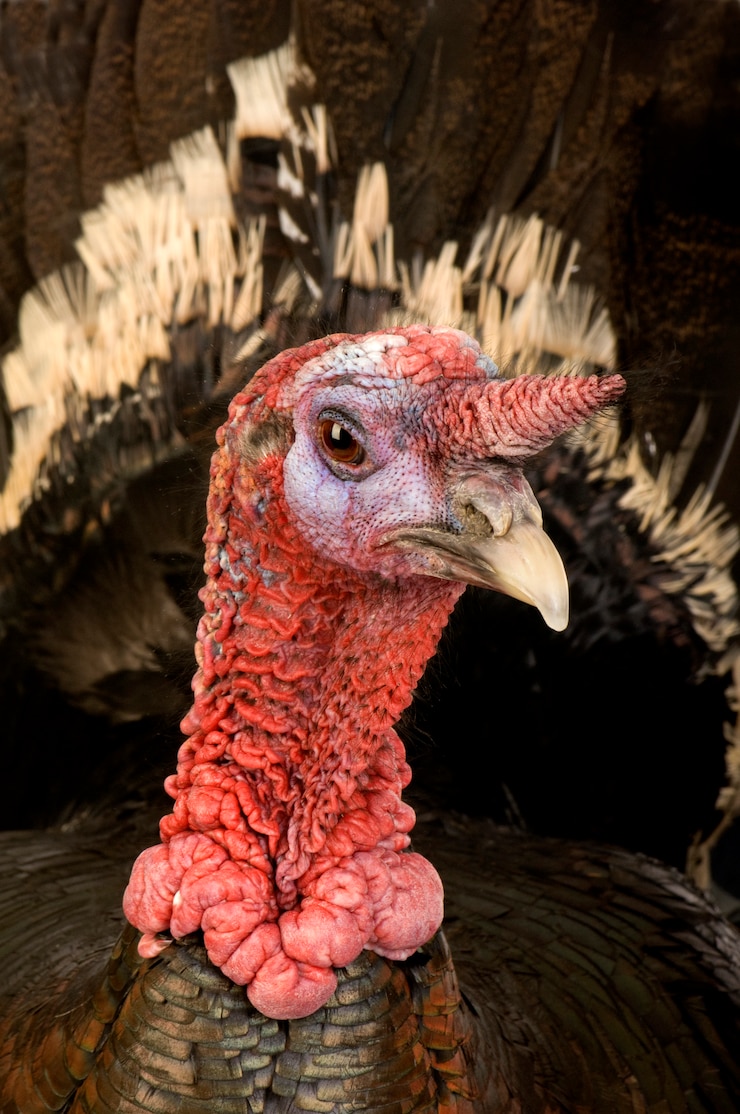 Photo turkey isolated