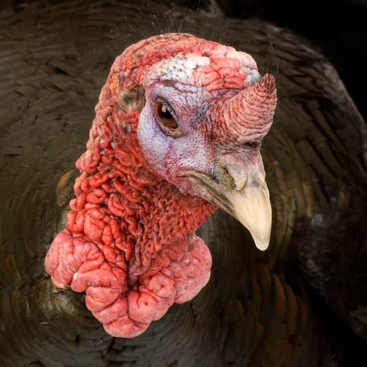 Photo turkey isolated