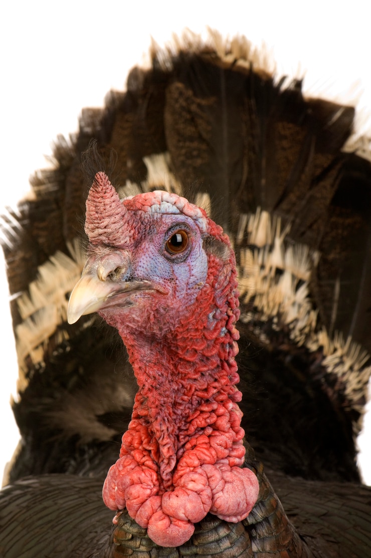Photo turkey isolated