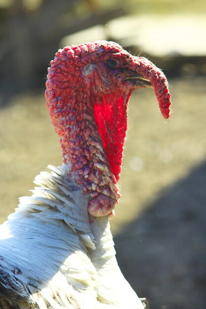 Turkey's red head closeup with suspended nose