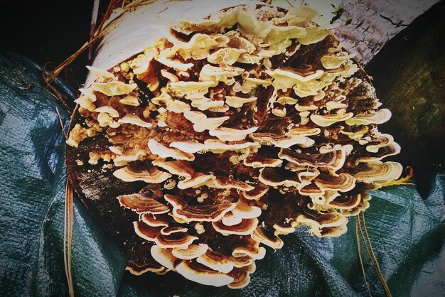 turkey tail