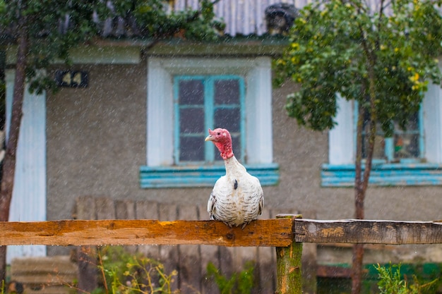 The Turkey or the Turkey-a bird house in the background.