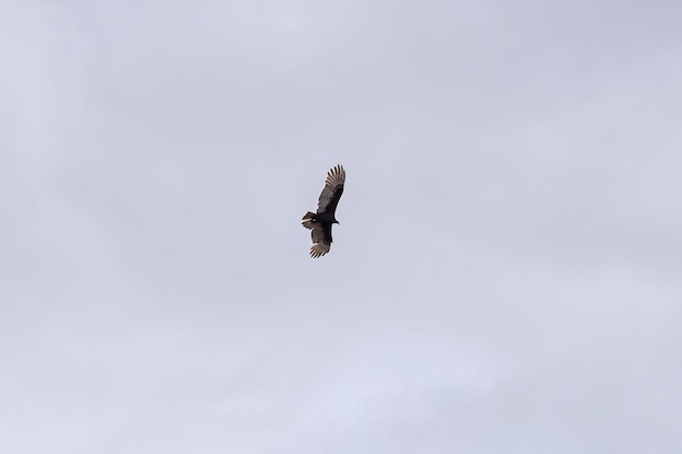 Photo turkey vulture bird