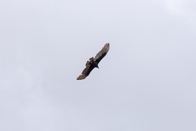 Photo turkey vulture bird