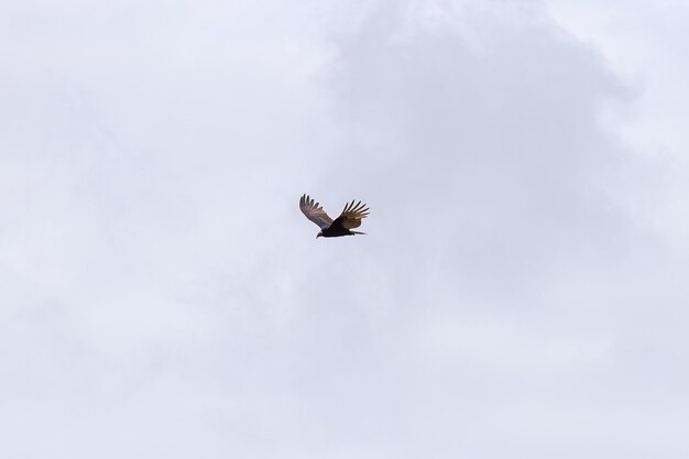 Photo turkey vulture bird