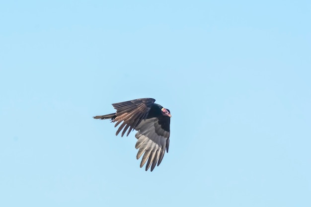 Turkey Vulture planning in flight Patagonia Argentina