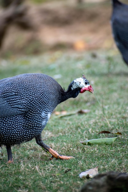 Photo a turkey walks on the grass with a red beak.