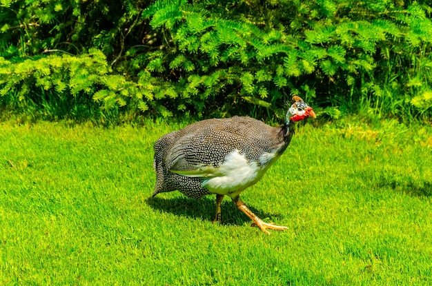 Turkey walks on the green grass.