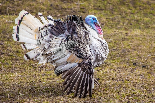 Turkey with dissolved wings in the yard of the farm