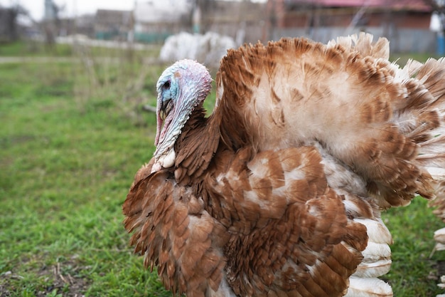 Turkeys on the farm