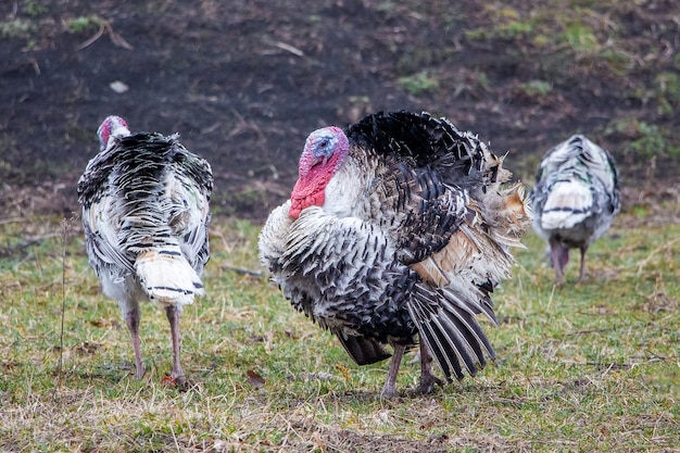 Turkeys in the garden