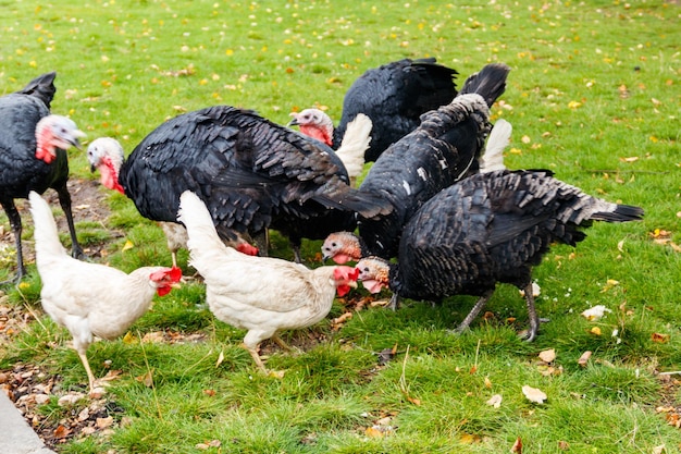 Turkeys and hens on the poultry yard in the farm