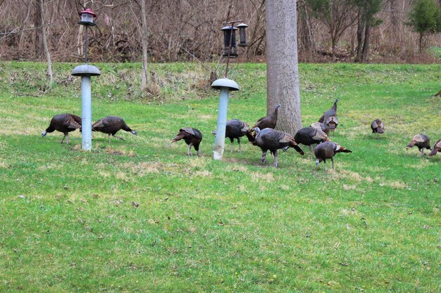 写真 芝生 の 畑 に 住む トルコ