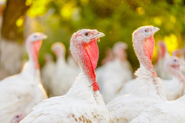 turkeys roam freely on a free range farm on green grass farming concept