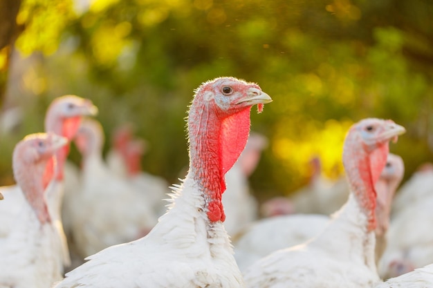 turkeys roam freely on a free range farm on green grass farming concept