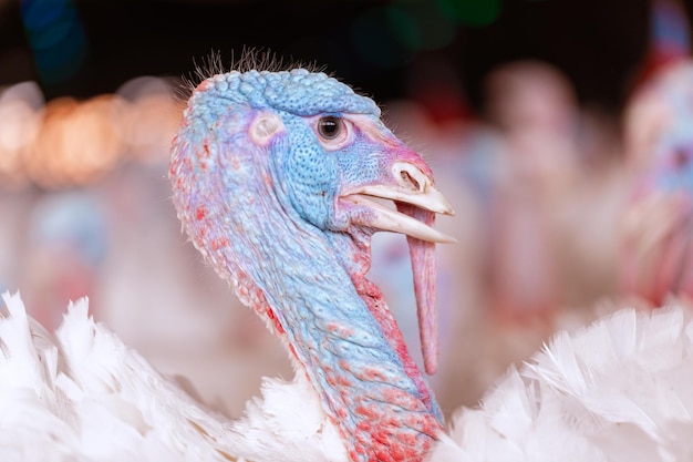 放し飼いの農場で歩く七面鳥七面鳥は七面鳥の農場の概念をクローズアップ