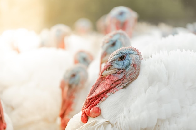 Turkeys walking on a free range farm turkey close up turkey
farm concept