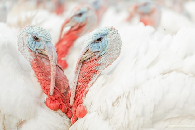 Turkeys walking on a free range farm turkey close up turkey\
farm concept