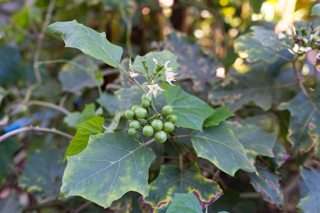 Turkije Berry Plant Buiten Huis