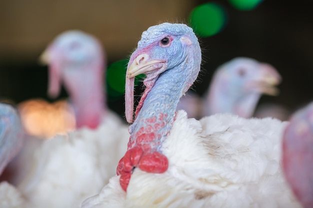 Turkije boerderij kalkoen close-up kalkoen fokken concept