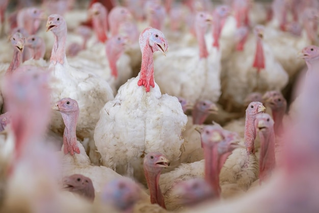 Turkije boerderij kalkoen close-up kalkoen fokken concept