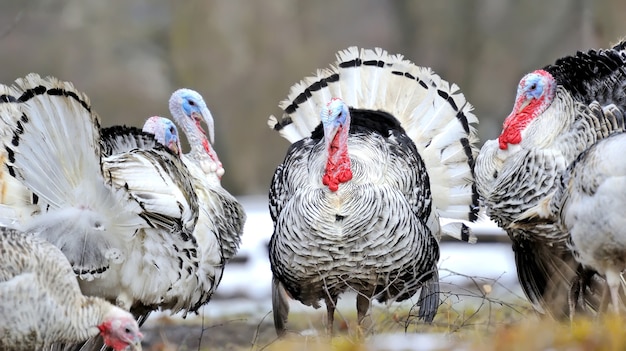 Turkije in de tuin