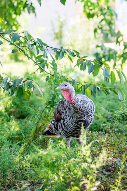 Turkije in een tuinboerderij. Fokken van landbouwvogels