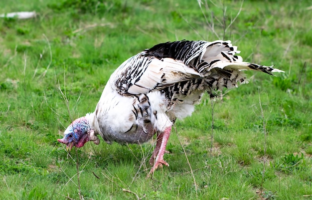 Turkije in het gras. Binnenlandse vogel. Kudde kalkoenen.