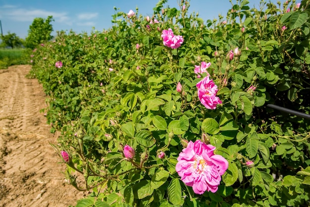 Turkije Isparta rozenveld landbouw. Roze roos natuur.