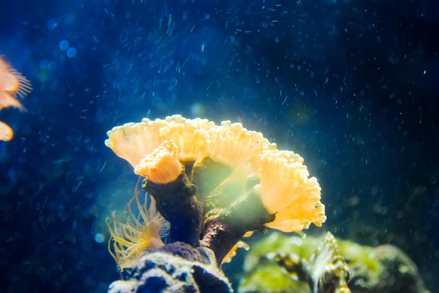 TURKIJE ISTANBUL Istanbul Aquarium ontving bezoekers na restauratie