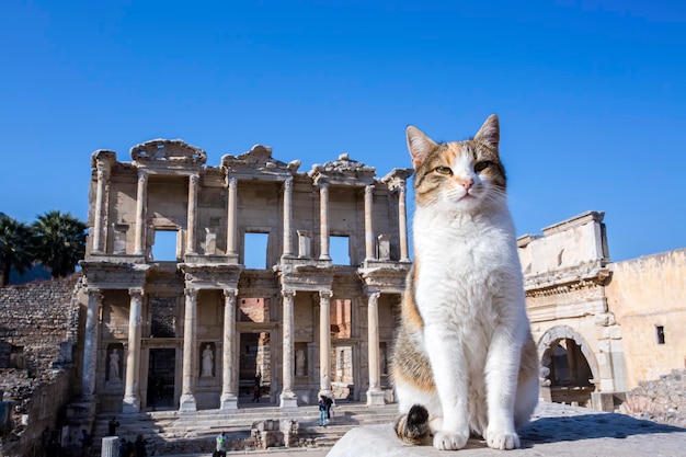 Turkije Izmir Efeze Oude stad en kat