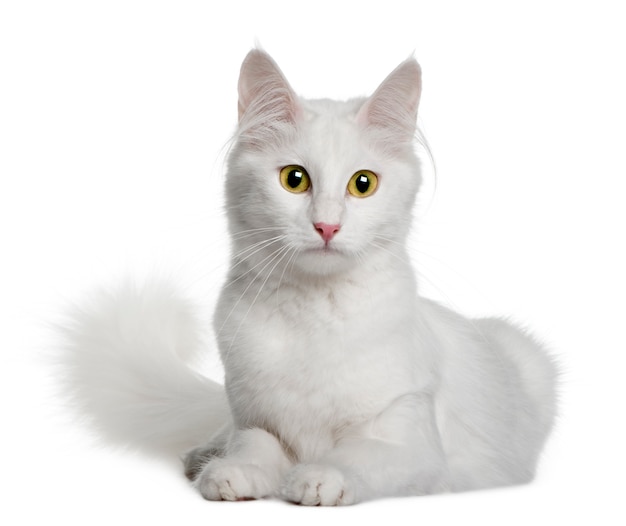 Turkish Angora   