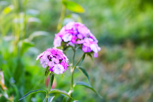 The Turkish carnation blossoming in summer garden Dianthus barbatus plants