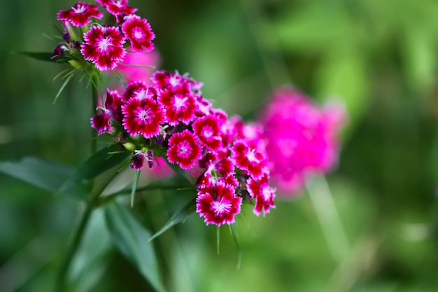 夏の庭でトルコのカーネーションの花