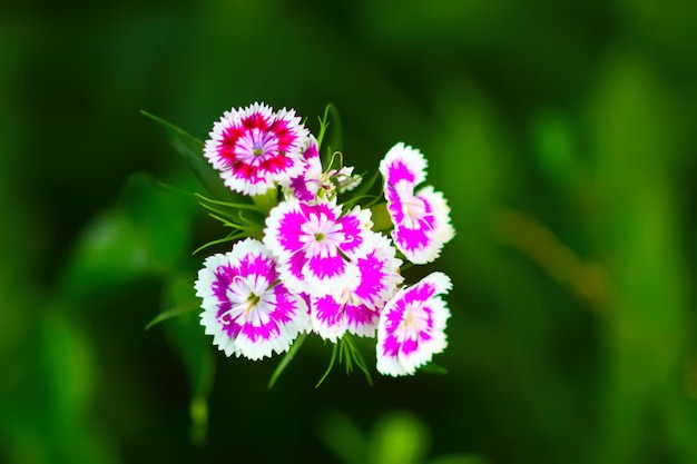 夏の庭でトルコのカーネーションの花