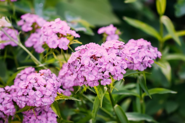 Turkish carnation pink flowers in a summer garden