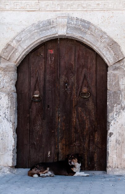 Foto il cane turco chiude la porta