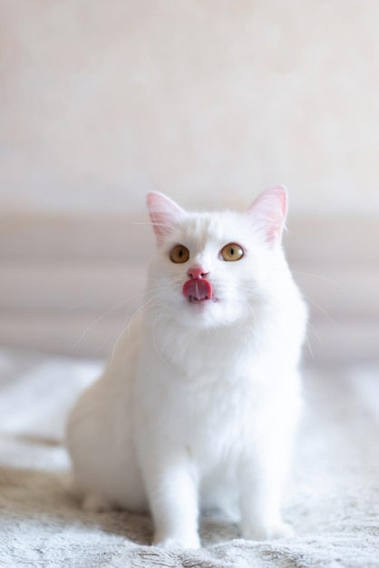 터키 반 집 고양이는 집안의 매우 귀엽고 똑똑한 애완 동물입니다. 아름다운 흰색 고양이가 코를 핥습니다.