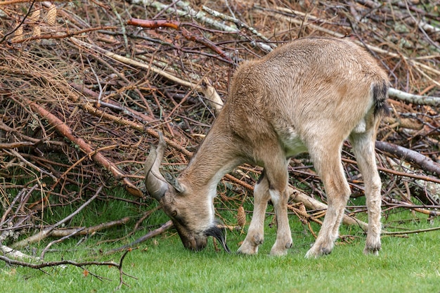 Turkmeense Markhor (Capra falconeri heptneri)