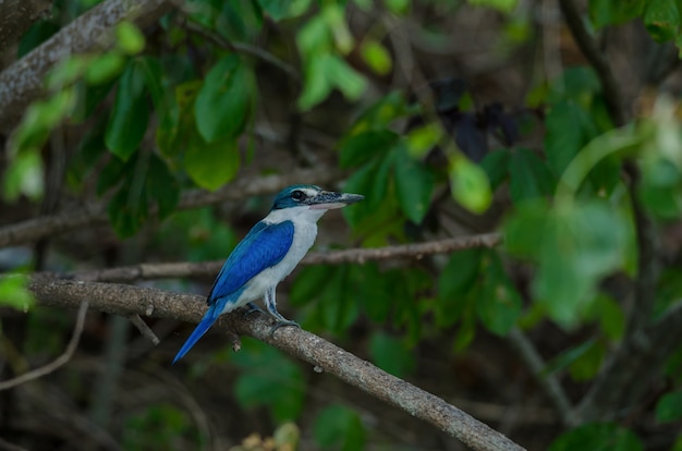 Turkse ijsvogel die op boom neerstrijkt